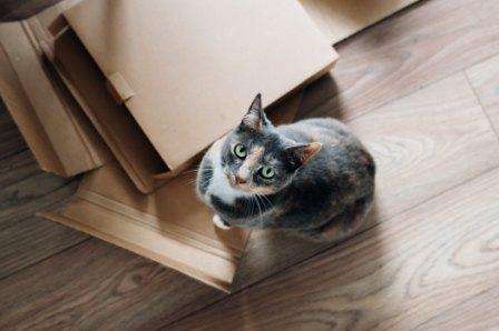 POTVAN | Cannabis Delivery Service | Cat with boxes POTVAN | Cannabis Delivery Service | Cat with boxes